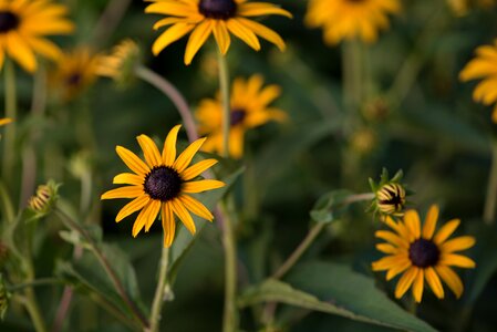 Summer flower garden bloom