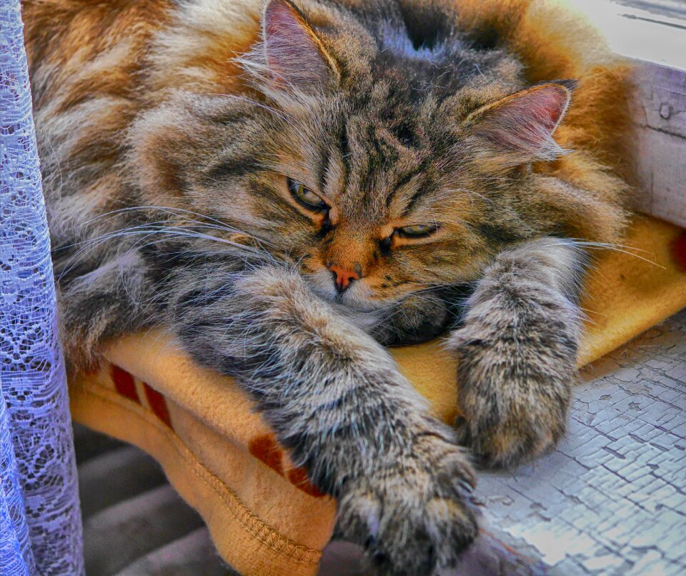 Mammal cute tiger cat