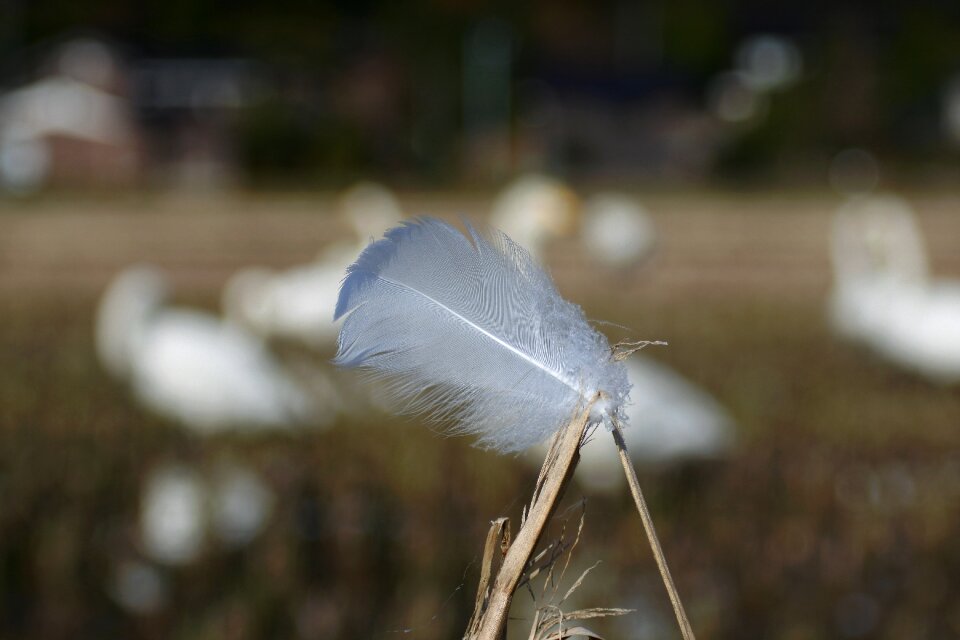 Feathers rural yamada's rice fields