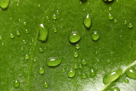 Drip dewdrop nature