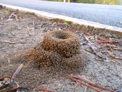 Ant mound after rain soil