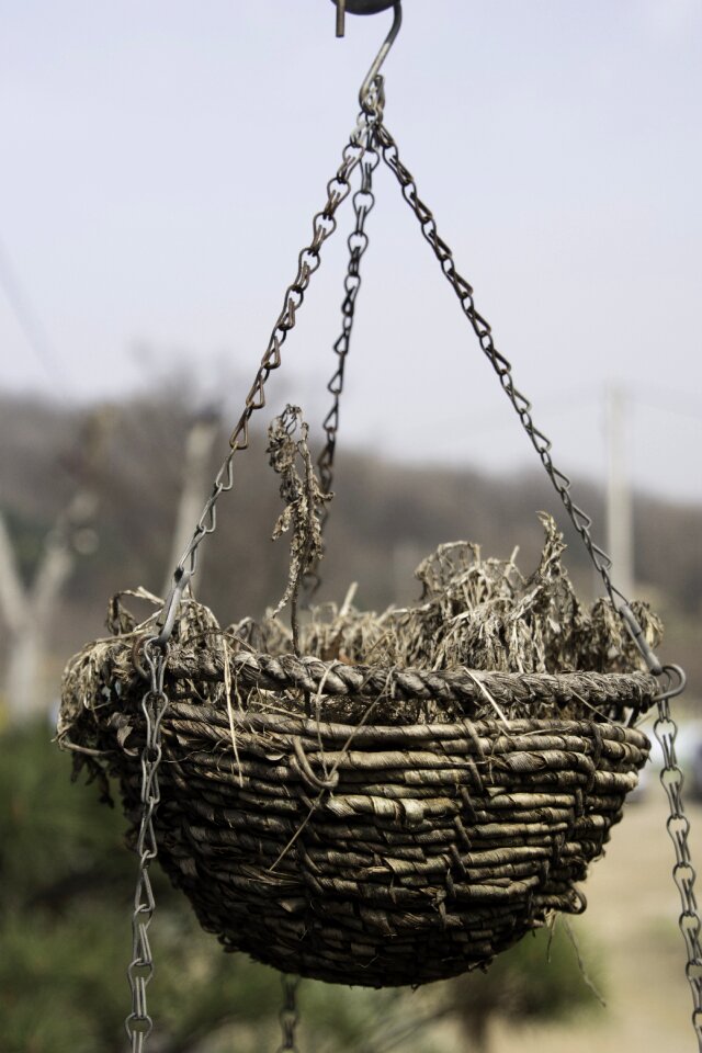 Twig wood wooden
