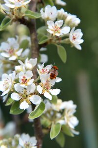 Flowering spring white flowers