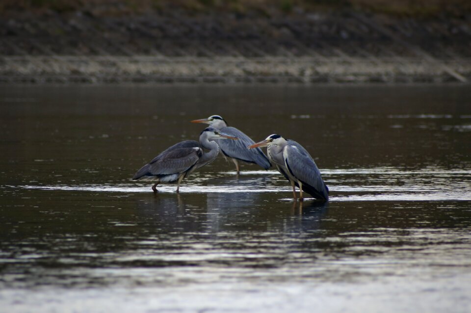 Bird wild birds heron