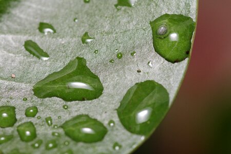 Drip dewdrop nature