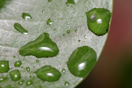 Drip dewdrop nature photo