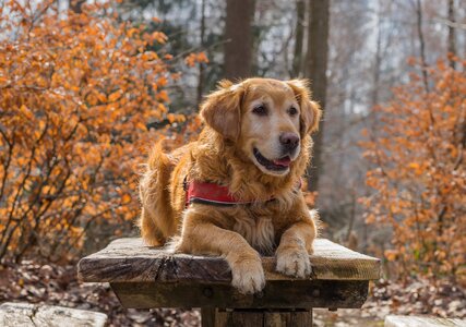 Animal autumn screen background photo