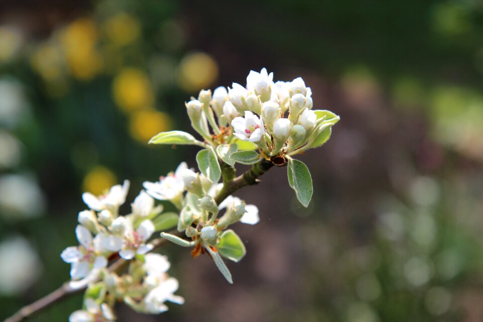 Spring flowering pear