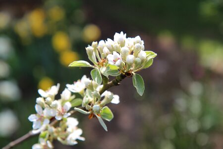 Spring flowering pear photo