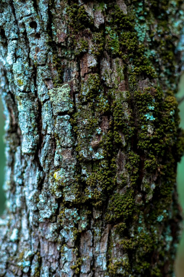 Trunk nature moss