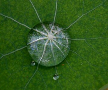 Rain drop leaf rain