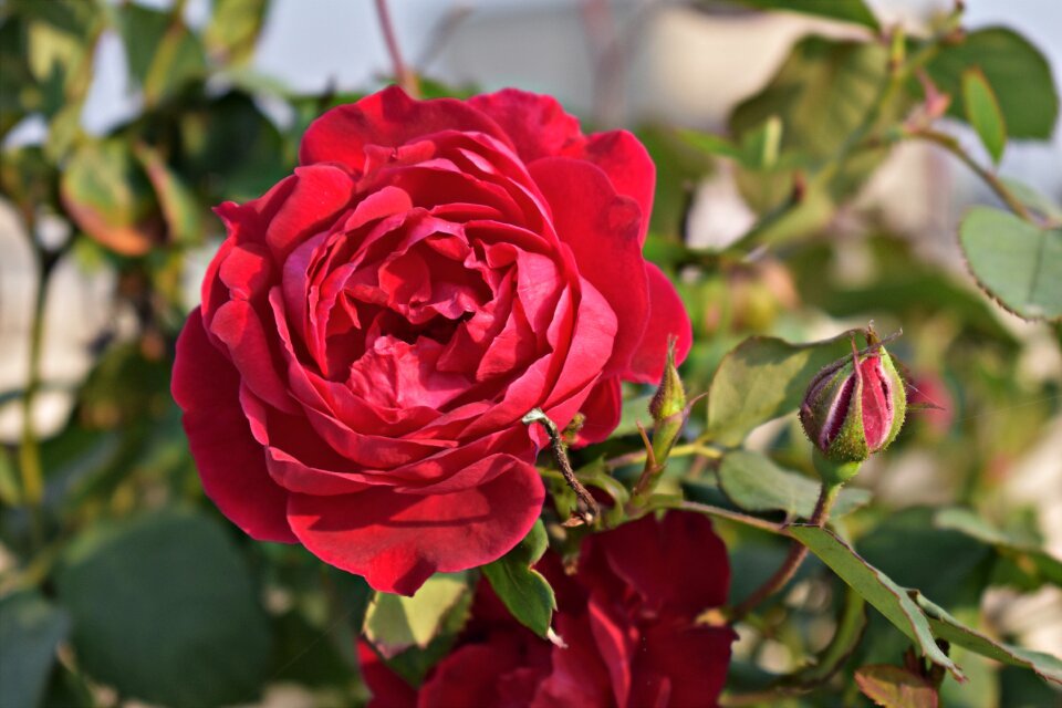 Rosa red blooming