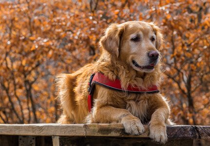 Animal autumn screen background photo