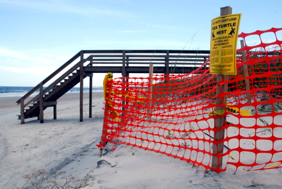 US Navy 090602-N-0486G-003 The first endangered sea turtle nest of 2009 sits atop a dune at the north point of the Naval Station Mayport beach