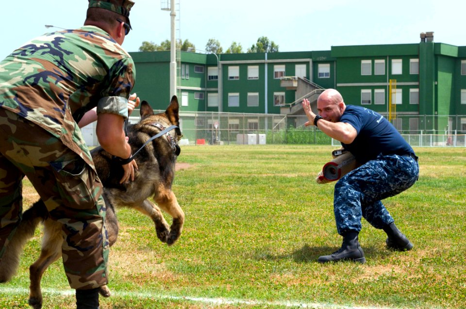 US Navy 090528-N-9552I-121 Master-at-Arms 3rd Class Ryan Canada releases his military working dog at Master-at-Arms 2nd Class Robert Calabro during a joint K-9 unit training exercise at Naval Air Station Sigonella
