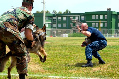 US Navy 090528-N-9552I-121 Master-at-Arms 3rd Class Ryan Canada releases his military working dog at Master-at-Arms 2nd Class Robert Calabro during a joint K-9 unit training exercise at Naval Air Station Sigonella photo