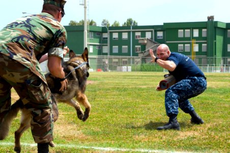 US Navy 090528-N-9552I-121 Master-at-Arms 3rd Class Ryan Canada releases his military working dog at Master-at-Arms 2nd Class Robert Calabro during a joint K-9 unit training exercise at Naval Air Station Sigonella