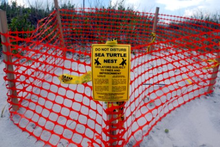 US Navy 090602-N-0486G-005 The first endangered sea turtle nest of 2009 sits atop a dune at the north point of the Naval Station Mayport beach