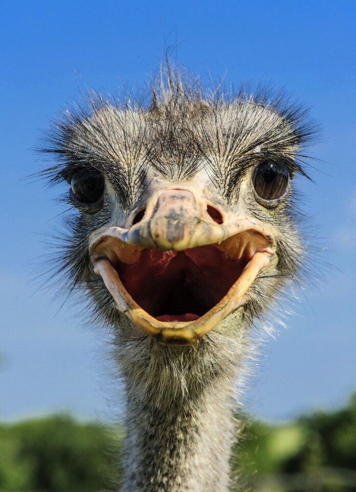 Animal portrait head