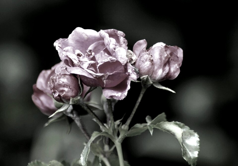 Purple nature plant
