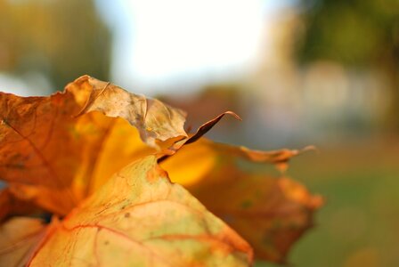 Dry nature autumn leaf photo