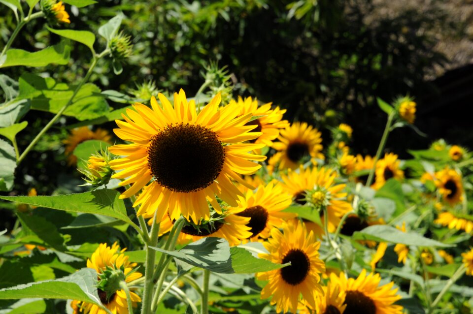 Flower sunflower summer