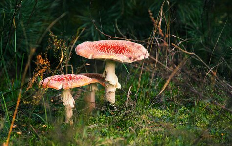 Nature poisonous mushrooms litter photo