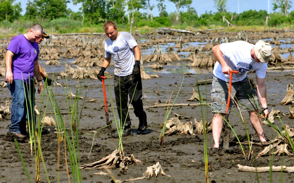 US Navy 090610-N-9712C-002 Sailors assigned to Naval Air Station Joint Reserve Base New Orleans and Fleet Logistics Support Squadron (VR) 54 plant California Bulrush at Bayou Suavage National Wildlife Refuge