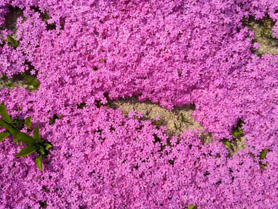 Nature flowers pink flower