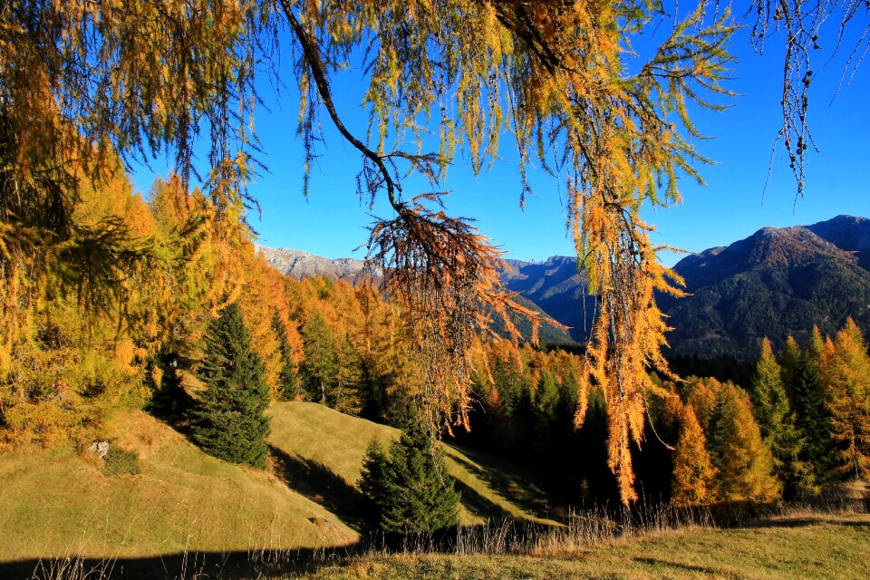 Forest larch trees