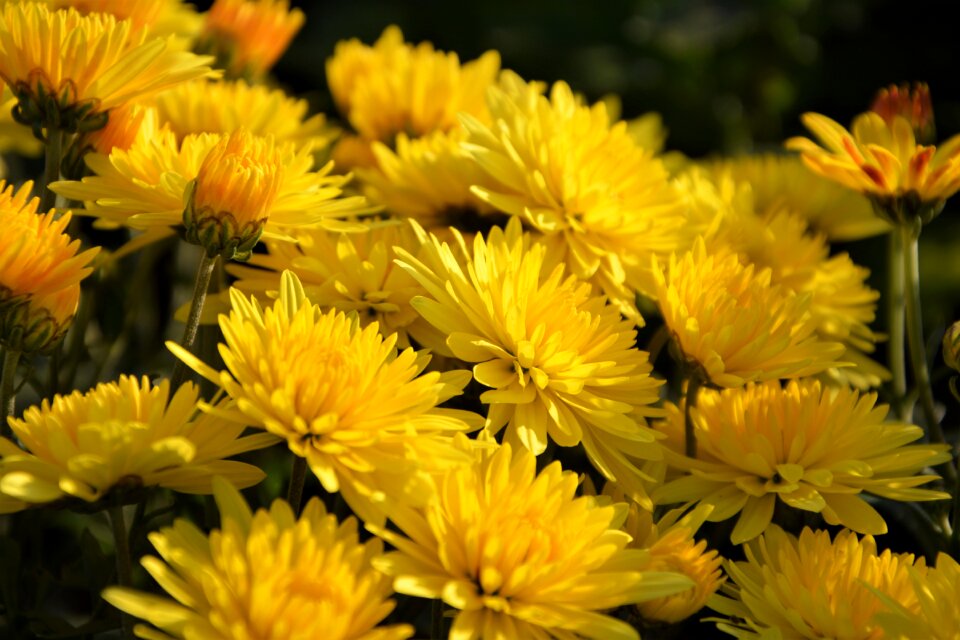 Flowers plant macro