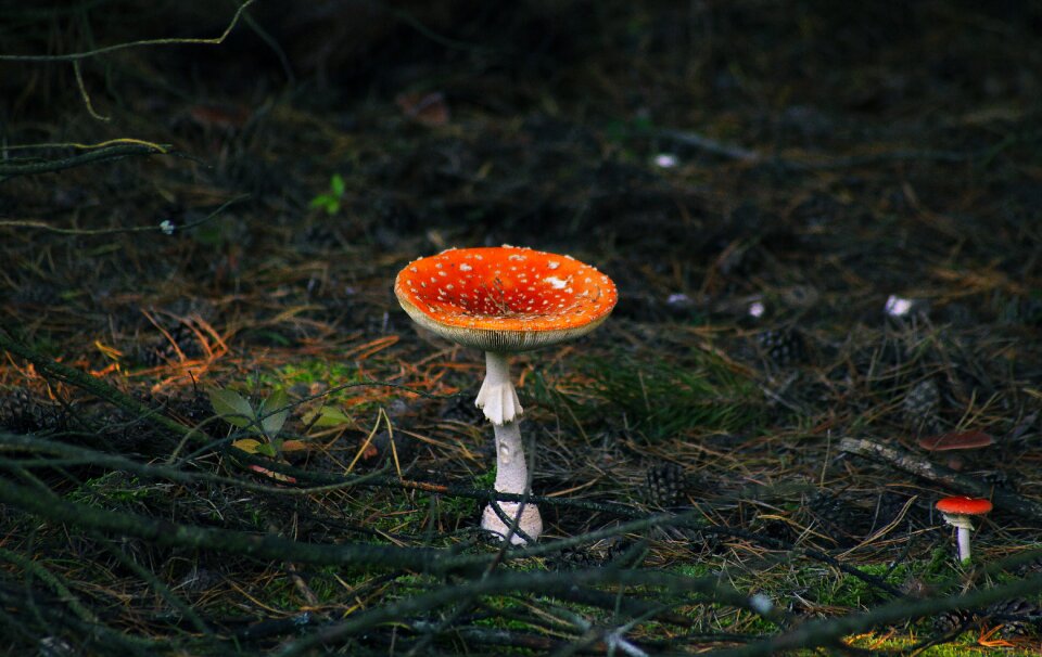 Poisonous mushrooms fly agaric red