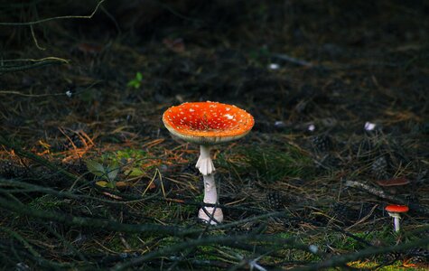 Poisonous mushrooms fly agaric red