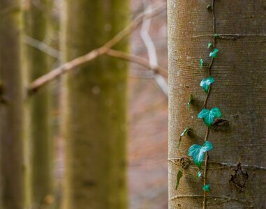 Tree wood screen