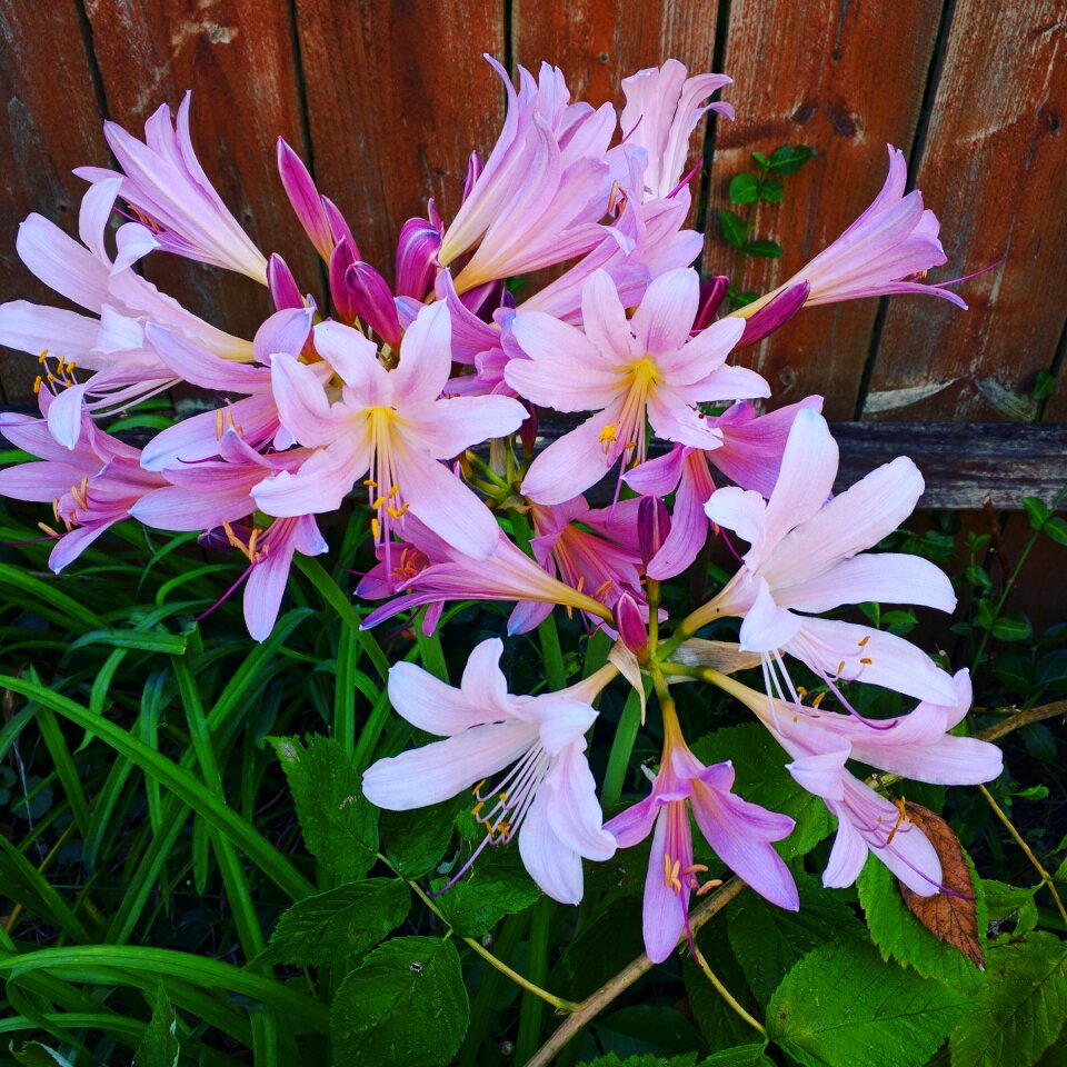 Nature floral summer