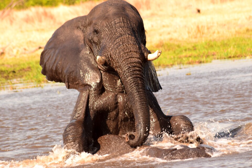 Playing africa botswana