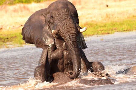 Playing africa botswana photo