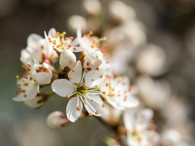 White tender fragrant