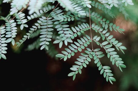 Leaf fern tree