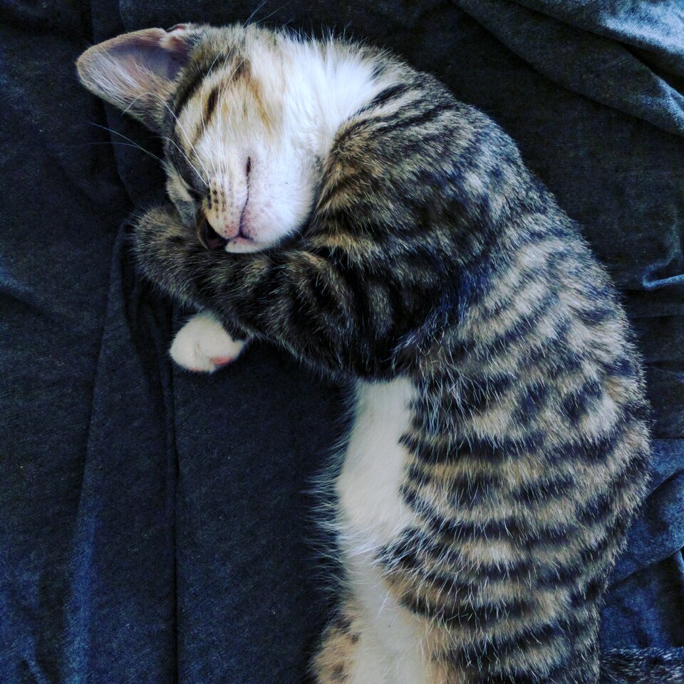Cute pet animal