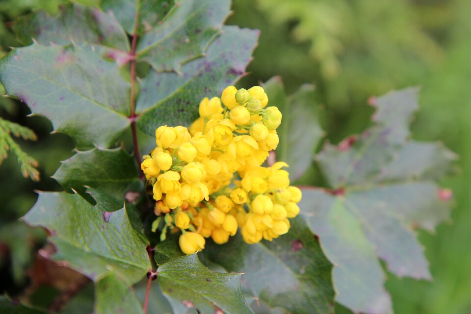 Yellow flower yellow flowers flowering