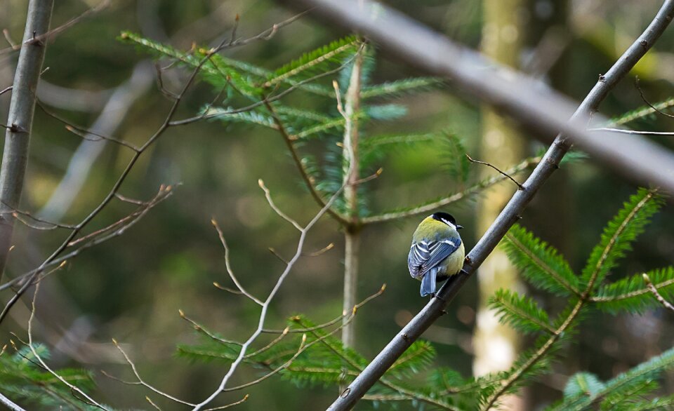 Animal tree blue tit