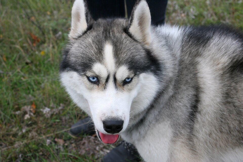 Pets siberian animals