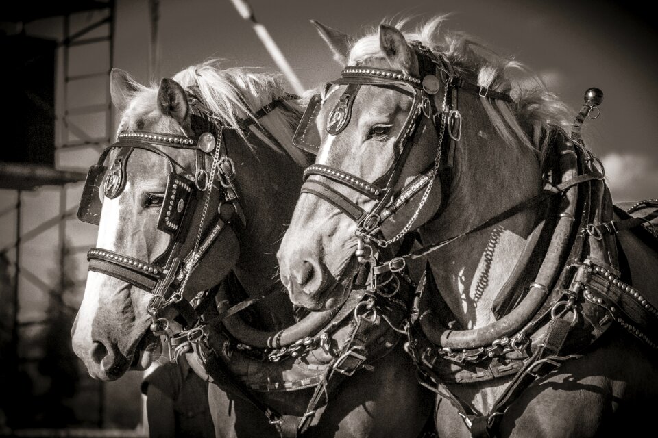 Tough horsepower harness