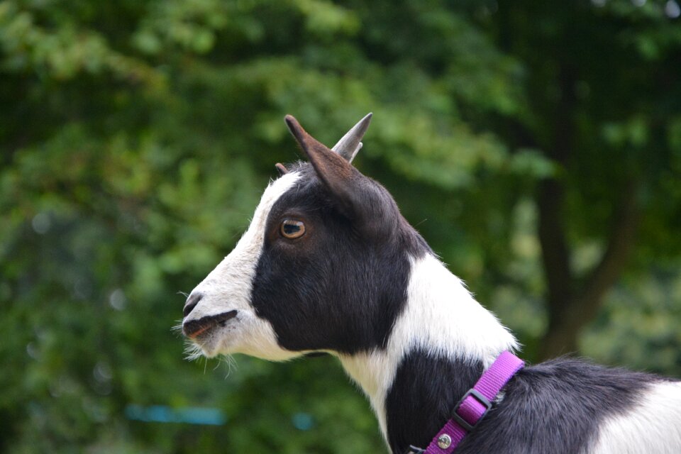 Dwarf little goat nature