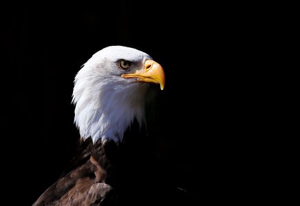 Animal world majestic bald eagle photo