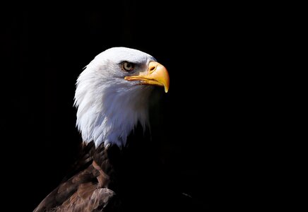 Animal world majestic bald eagle