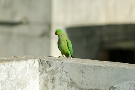 Parrot green red random
