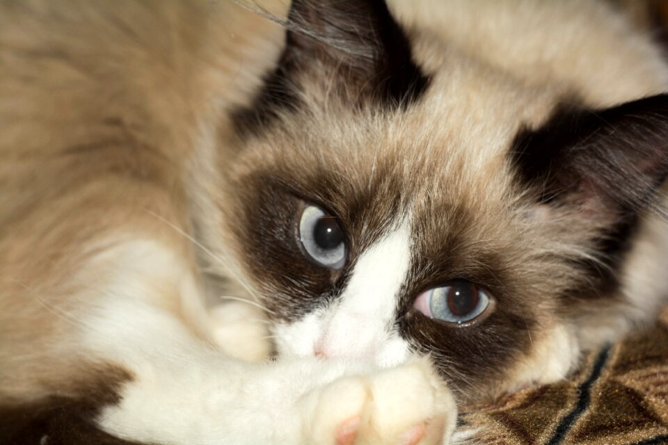 Pet muzzle cat fluffy cat