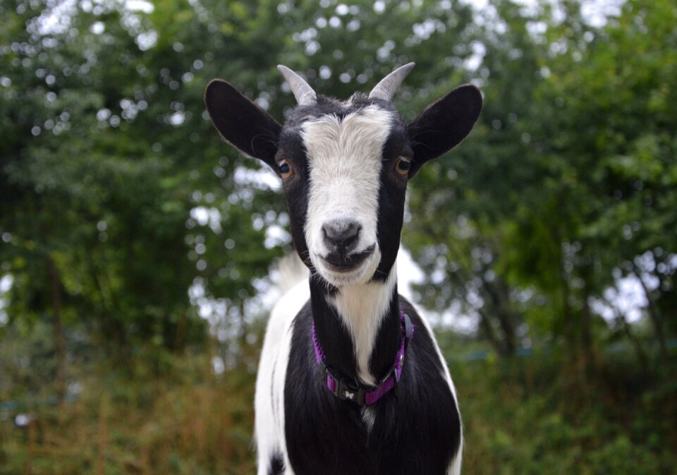 Ruminant grass purity